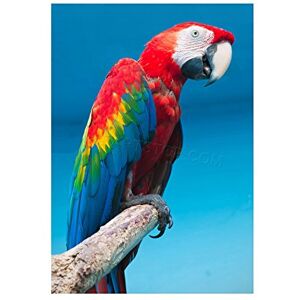 Wee Blue Coo Photo Nature Animal Bird Parrot Macaw Colour Feather Cool Wall Art Print Wee Blue Coo Photo Nature Animal Bird Parrot Macaw Colour Feather Cool Wall Art Print