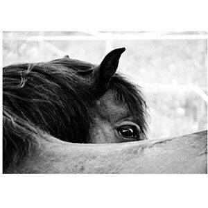 Wee Blue Coo Photo Animal Black White Horse Mane Eye Wall Art Print Wee Blue Coo Photo Animal Black White Horse Mane Eye Wall Art Print