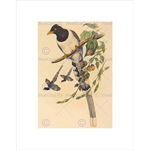Wee Blue Coo Animal Gould Richter British Magpie Picture Wall Art Print Wee Blue Coo Animal Gould Richter British Magpie Picture Wall Art Print