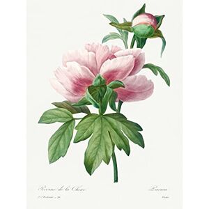 Wee Blue Coo Vintage Pale Pink Peony Bloom Illustration Floral Stem Flowers Pretty Unframed Wall Art Print Poster Home Decor Premium Wee Blue Coo Vintage Pale Pink Peony Bloom Illustration Floral Stem Flowers Pretty Unframed Wall Art Print Poster Home Decor Premium