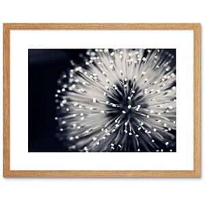 Wee Blue Coo Photo Nature Plant Flower Black White Beautiful Home Framed Wall Art Print Wee Blue Coo Photo Nature Plant Flower Black White Beautiful Home Framed Wall Art Print