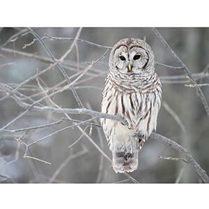 Fine Art Prints Mdf Barred Owl Bird Tree Nature Photo Large Wall Art Poster Print Thick Paper 18X24 Inch Fine Art Prints Mdf Barred Owl Bird Tree Nature Photo Large Wall Art Poster Print Thick Paper 18X24 Inch