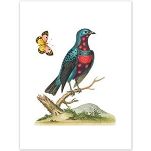 Fine Art Prints Bird Blue Spotted Art Print Canvas Premium Wall Decor Poster Fine Art Prints Bird Blue Spotted Art Print Canvas Premium Wall Decor Poster