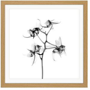 Artery8 Schwartz NJIT Orchid Flower Transparent Greyscale X-Ray Photo Square Wooden Framed Wall Art Print Picture 16X16 Inch Artery8 Schwartz NJIT Orchid Flower Transparent Greyscale X-Ray Photo Square Wooden Framed Wall Art Print Picture 16X16 Inch