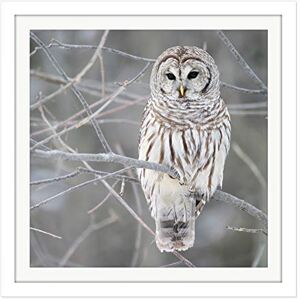 Fine Art Prints Mdf Barred Owl Bird Tree Nature Photo Square Wooden Framed Wall Art Print Picture 16X16 Inch Fine Art Prints Mdf Barred Owl Bird Tree Nature Photo Square Wooden Framed Wall Art Print Picture 16X16 Inch