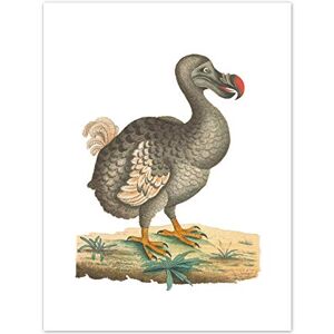 Fine Art Prints Bird Dodo Vintage Illustration Art Print Canvas Premium Wall Decor Poster,Multi-color,16 x 12 inches Fine Art Prints Bird Dodo Vintage Illustration Art Print Canvas Premium Wall Decor Poster,Multi-color,16 x 12 inches