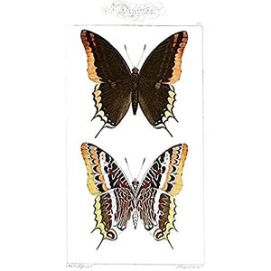 Fine Art Prints Butterflies Black and Brown Pattern Art Print Canvas Premium Wall Decor Poster Fine Art Prints Butterflies Black and Brown Pattern Art Print Canvas Premium Wall Decor Poster