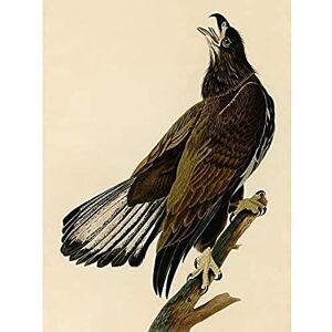 Artery8 Audubon Birds Eagle White Head Painting Art Print Canvas Premium Wall Decor Poster Mural Artery8 Audubon Birds Eagle White Head Painting Art Print Canvas Premium Wall Decor Poster Mural