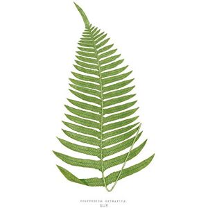 Wee Blue Coo Fern Polypodium Catharinae Large Wall Art Print Canvas Premium Poster Wee Blue Coo Fern Polypodium Catharinae Large Wall Art Print Canvas Premium Poster