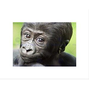 Wee Blue Coo Young Gorilla Ape Primate Monkey Jungle Baby Black Framed Art Print B12X9480 Wee Blue Coo Young Gorilla Ape Primate Monkey Jungle Baby Black Framed Art Print B12X9480