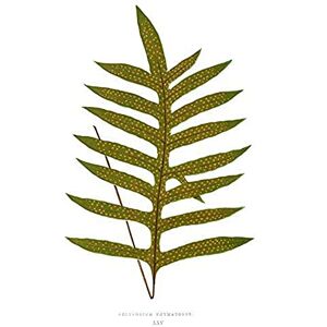 Wee Blue Coo Fern Polypodium Phymatodes Art Print Canvas Premium Wall Decor Poster Wee Blue Coo Fern Polypodium Phymatodes Art Print Canvas Premium Wall Decor Poster