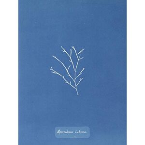 Artery8 Atkins British Algae Photo Goat Sporochnus Art Print Canvas Premium Wall Decor Poster Mural Artery8 Atkins British Algae Photo Goat Sporochnus Art Print Canvas Premium Wall Decor Poster Mural