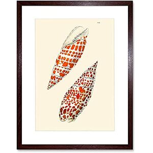 Wee Blue Coo Seashell Orange Spotted Conical Unframed Art Print Poster Wall Decor 12x16 inch Wee Blue Coo Seashell Orange Spotted Conical Unframed Art Print Poster Wall Decor 12x16 inch