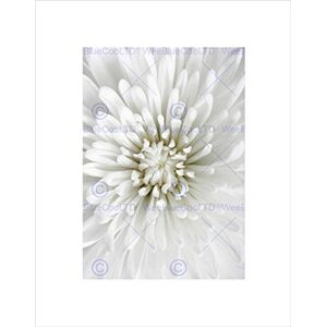 Wee Blue Coo Brightly White Beautiful Flower Close Up Aster Petal Wall Art Print Wee Blue Coo Brightly White Beautiful Flower Close Up Aster Petal Wall Art Print