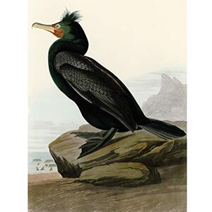 Artery8 Audubon Birds Double Crest Cormorant Painting Premium Wall Art Canvas Print 18X24 Inch Artery8 Audubon Birds Double Crest Cormorant Painting Premium Wall Art Canvas Print 18X24 Inch