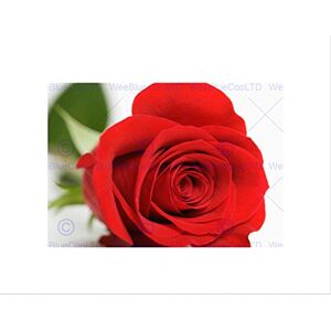 Wee Blue Coo Red Rose Flower Bloom Black Frame Framed Art Print Picture Mount B12X9504 Wee Blue Coo Red Rose Flower Bloom Black Frame Framed Art Print Picture Mount B12X9504