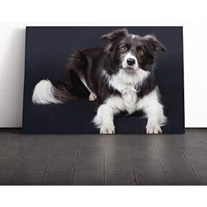 Big Box Art Border Collie Dog (2) Canvas Print Gallery Wrapped 30mm Frame Wall Art 30x20 inches Ready to Hang Modern Animals Picture Living Room Bedroom Lounge Office Big Box Art Border Collie Dog (2) Canvas Print Gallery Wrapped 30mm Frame Wall Art 30x20 inches Ready to Hang Modern Animals Picture Living Room Bedroom Lounge Office