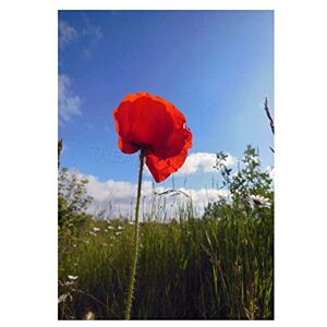 Wee Blue Coo Photo Landscape Poppy Red Flower Meadow Sky Wall Art Print Wee Blue Coo Photo Landscape Poppy Red Flower Meadow Sky Wall Art Print