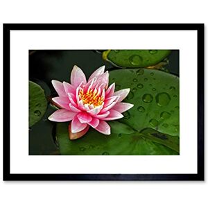 Wee Blue Coo Lotus Flower Lily Pad Pink Art Framed Wall Art Print Wee Blue Coo Lotus Flower Lily Pad Pink Art Framed Wall Art Print
