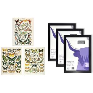 Artery8 Millot Butterflies Wall Art Set of 3 A4 Sized Art with Black Frames Insects Papillons Vintage Millot Study Office Aesthetic Artery8 Millot Butterflies Wall Art Set of 3 A4 Sized Art with Black Frames Insects Papillons Vintage Millot Study Office Aesthetic