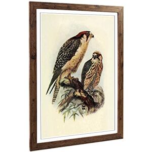 Big Box Art Framed Print of Vintage Natural History South African Lanner Design Wall Art Picture Home Decor for Kitchen, Living Room, Bedroom, Hallway, Walnut, A2 / 24.5x18 Inch / 62x45cm Big Box Art Framed Print of Vintage Natural History South African Lanner Design Wall Art Picture Home Decor for Kitchen, Living Room, Bedroom, Hallway, Walnut, A2 / 24.5x18 Inch / 62x45cm