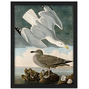 Artery8 Audubon Birds Herring Gull Painting Artwork Framed Wall Art Print 18X24 Inch Artery8 Audubon Birds Herring Gull Painting Artwork Framed Wall Art Print 18X24 Inch