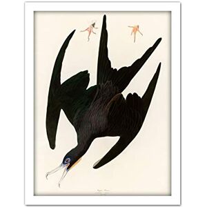 Artery8 Audubon Birds Frigate Pelican Painting Artwork Framed Wall Art Print 18X24 Inch Artery8 Audubon Birds Frigate Pelican Painting Artwork Framed Wall Art Print 18X24 Inch