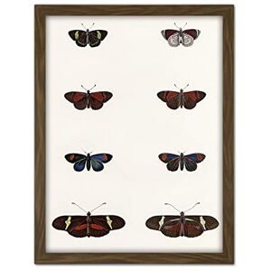 Wee Blue Coo Nature Study Humboldt Butterflies Dark Artwork Framed Wall Art Print 18X24 Inch Wee Blue Coo Nature Study Humboldt Butterflies Dark Artwork Framed Wall Art Print 18X24 Inch