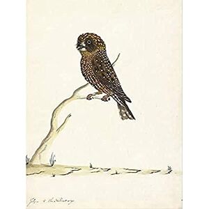 Fine Art Prints The Sydney Bird Painter Boobook Owl Unframed Wall Art Print Poster Home Decor Premium Fine Art Prints The Sydney Bird Painter Boobook Owl Unframed Wall Art Print Poster Home Decor Premium