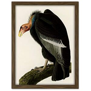 Artery8 Audubon Birds America Californian Vulture Artwork Framed Wall Art Print 18X24 Inch Artery8 Audubon Birds America Californian Vulture Artwork Framed Wall Art Print 18X24 Inch
