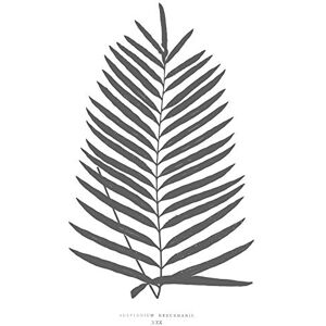 Wee Blue Coo Fern Vintage Grey Large Wall Art Print Canvas Premium Poster Wee Blue Coo Fern Vintage Grey Large Wall Art Print Canvas Premium Poster