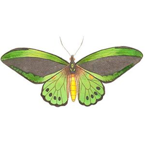 Fine Art Prints Butterfly Green Large Wall Art Print Canvas Premium Poster Fine Art Prints Butterfly Green Large Wall Art Print Canvas Premium Poster