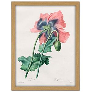 Fine Art Prints Langlois After Pierre Joseph Redoute Poppy Large Framed Art Print Poster Wall Decor 18x24 Fine Art Prints Langlois After Pierre Joseph Redoute Poppy Large Framed Art Print Poster Wall Decor 18x24