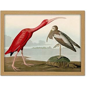 Artery8 Audubon Birds Scarlet Ibis Painting Artwork Framed Wall Art Print 18X24 Inch Artery8 Audubon Birds Scarlet Ibis Painting Artwork Framed Wall Art Print 18X24 Inch