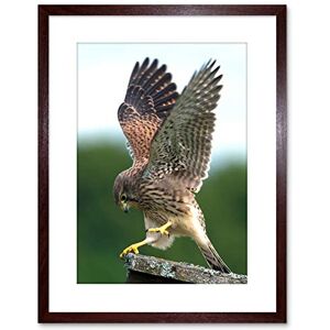Wee Blue Coo Photo Kestrel Bird Prey Raptor Action Framed Wall Art Print Wee Blue Coo Photo Kestrel Bird Prey Raptor Action Framed Wall Art Print