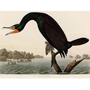 Artery8 Audubon Birds Florida Cormorant Painting Premium Wall Art Canvas Print 18X24 Inch Artery8 Audubon Birds Florida Cormorant Painting Premium Wall Art Canvas Print 18X24 Inch