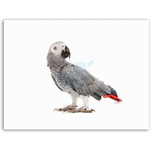 Wee Blue Coo Animal Bird African Grey Parrot Nature Canvas Art Print Wee Blue Coo Animal Bird African Grey Parrot Nature Canvas Art Print