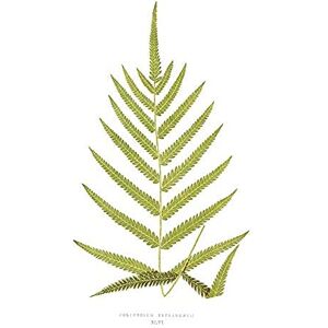 Wee Blue Coo Fern Polypodium Tetragonum Unframed Art Print Poster Wall Decor 12x16 inch Wee Blue Coo Fern Polypodium Tetragonum Unframed Art Print Poster Wall Decor 12x16 inch