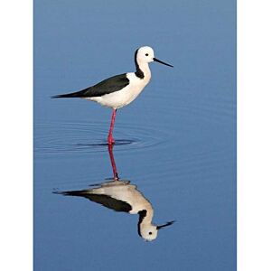 Wee Blue Coo Black Winged Stilt Reflection Bird Water Art Print Poster Wall Decor 12X16 Inch Wee Blue Coo Black Winged Stilt Reflection Bird Water Art Print Poster Wall Decor 12X16 Inch