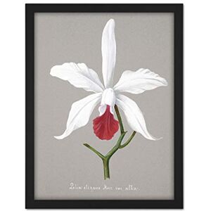 Wee Blue Coo Book Page Orchid Collection Lelia Elegans Artwork Framed Wall Art Print 18X24 Inch Wee Blue Coo Book Page Orchid Collection Lelia Elegans Artwork Framed Wall Art Print 18X24 Inch