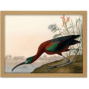 Artery8 Audubon Birds Glossy Ibis Painting Artwork Framed Wall Art Print 18X24 Inch Artery8 Audubon Birds Glossy Ibis Painting Artwork Framed Wall Art Print 18X24 Inch