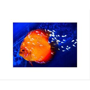 Wee Blue Coo Discus Fish Ocean Sea Art Wall Art Print Wee Blue Coo Discus Fish Ocean Sea Art Wall Art Print