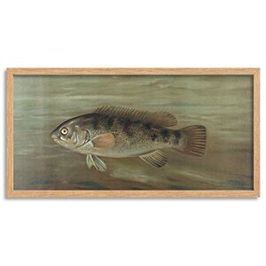 Artery8 Petrie North American Fishes Blackfish Tautog Illustration Framed Wall Art Print Long 25X12 Inch Artery8 Petrie North American Fishes Blackfish Tautog Illustration Framed Wall Art Print Long 25X12 Inch
