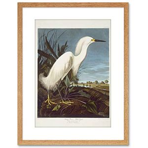 Wee Blue Coo Painting Bird Audubon Snowy Heron Egret Framed Wall Art Print Wee Blue Coo Painting Bird Audubon Snowy Heron Egret Framed Wall Art Print