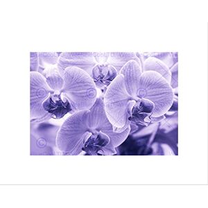 Wee Blue Coo PHOTOGRAPH PRETTY PURPLE ORCHID FLOWERS PETAL BLACK FRAMED ART PRINT B12X13678 Wee Blue Coo PHOTOGRAPH PRETTY PURPLE ORCHID FLOWERS PETAL BLACK FRAMED ART PRINT B12X13678