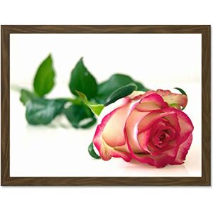 Fine Art Prints Single Pink Rose Romantic Flower Large Framed Art Print Poster Wall Decor 18x24 inch Fine Art Prints Single Pink Rose Romantic Flower Large Framed Art Print Poster Wall Decor 18x24 inch