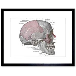 Wee Blue Coo PAINTING DRAWING DIAGRAM HUMAN SKULL ANATOMY BONE FRAMED ART PRINT B12X13573 Wee Blue Coo PAINTING DRAWING DIAGRAM HUMAN SKULL ANATOMY BONE FRAMED ART PRINT B12X13573