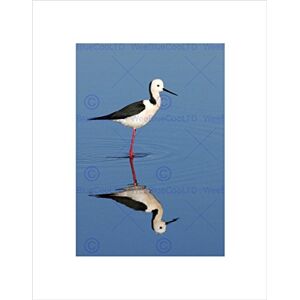 Wee Blue Coo Black Winged Stilt Reflection Bird Water Picture Wall Art Print Wee Blue Coo Black Winged Stilt Reflection Bird Water Picture Wall Art Print