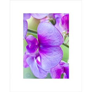 Wee Blue Coo Lilac Pink Sweet Pea Flower Bloom Art Picture Wall Art Print Wee Blue Coo Lilac Pink Sweet Pea Flower Bloom Art Picture Wall Art Print