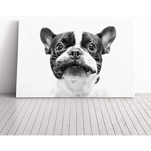 Big Box Art Canvas Print Wall Art French Bulldog Dog (2) Mounted and Stretched Box Frame Picture Home Decor for Kitchen, Living, Dining Room, Bedroom, Hallway, Multi-Colour, 30x20 Inch Big Box Art Canvas Print Wall Art French Bulldog Dog (2) Mounted and Stretched Box Frame Picture Home Decor for Kitchen, Living, Dining Room, Bedroom, Hallway, Multi-Colour, 30x20 Inch